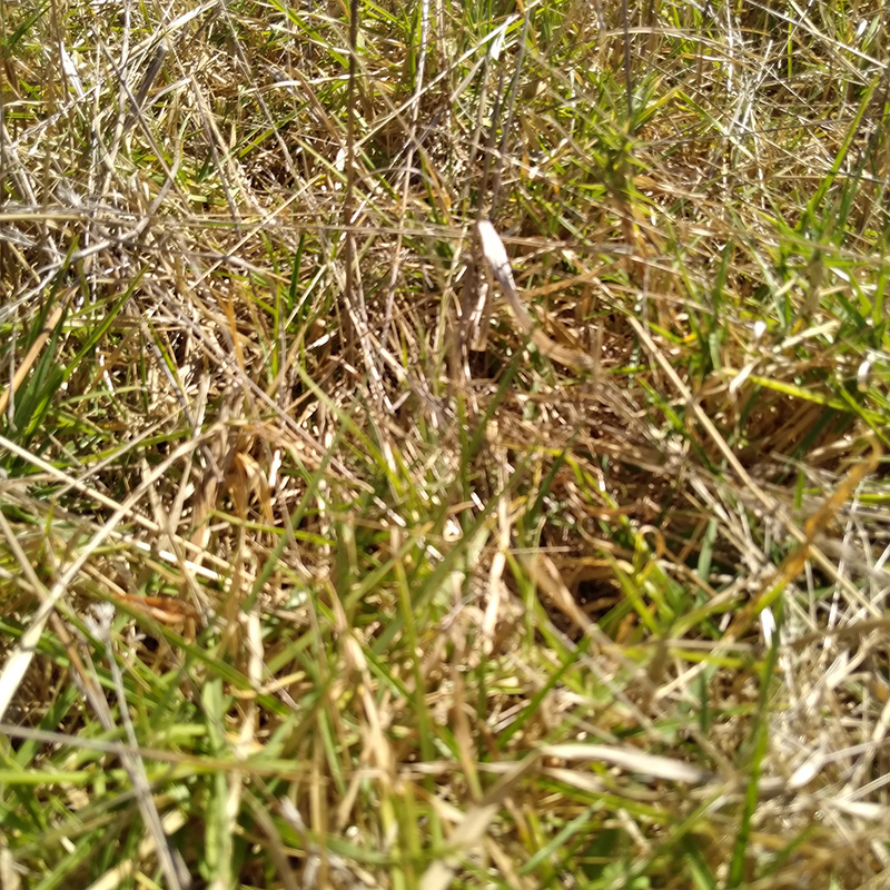 Photograph of Circular Grass Field